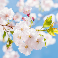 Sakura im Fr&uuml;hjahr