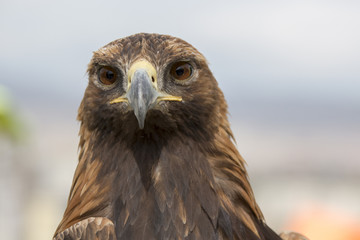 Steinadler