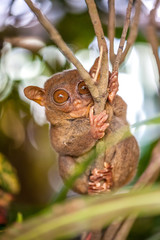 Tarsier monkey in natural environment