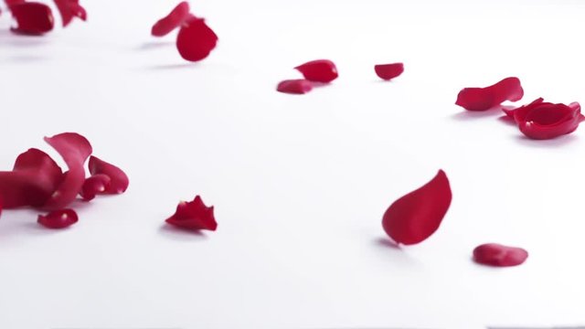 red rose petals blown by wind on white background in slow motion, 180fps prores footage