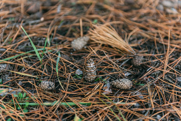  golden engagement rings on the grass in a pine forest on a pine cone