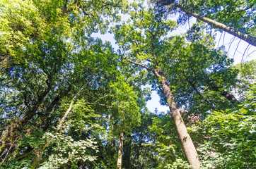 Fototapeta premium Einladung zum Entspannen und Träumen: Wald im Frühling mit Morgensonne :)