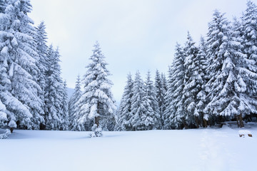 Fir-trees covered with snow around lawn.