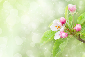 Blossoming apple