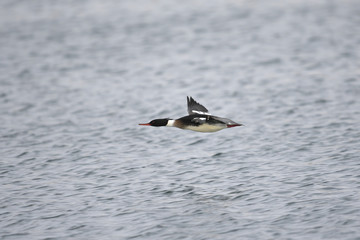ウミアイサ飛翔(Red-breasted Merganser)