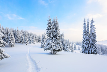 Fototapeta premium The path leads to the snowy forest.