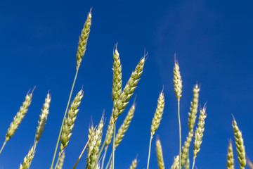ears of wheat