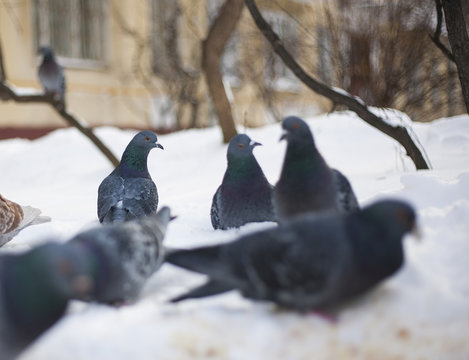 серые голуби на снегу