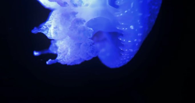 Wonderful Closeup Of Blue Glowing White-Spotted Jellyfish