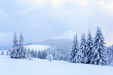 Fir-trees covered with snow around lawn.