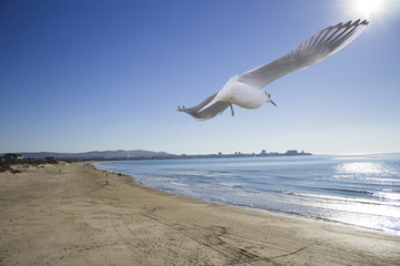 Seagull flying over the beach. Photographer together flies  and shoot