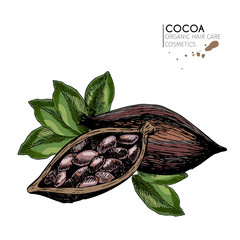 Vector set of hair care ingredients. Organic hand drawn colored elements.Roasted cocoa beans.