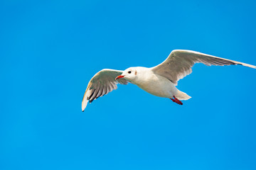 view of a isolated seagull by fly