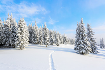 The path leads to the snowy forest.