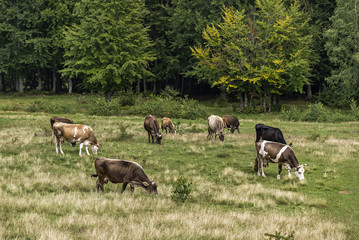 Cows grazing in a meadow.