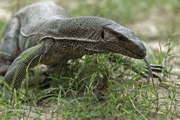 Monitor Lizard in Yala National Park