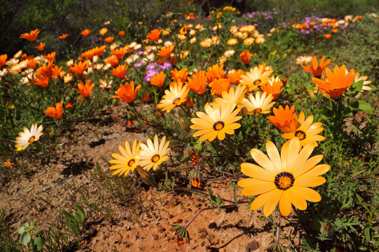 Colorful Namaqualand daisies (Dimorphotheca pluvialis), South Africa.