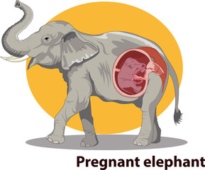 Vector illustration of Pregnant elephant anatomy