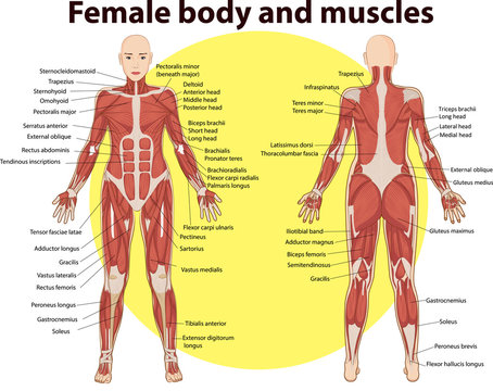Vector illustration of  body and muscles anatomy