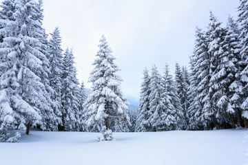 Fir-trees covered with snow around lawn.