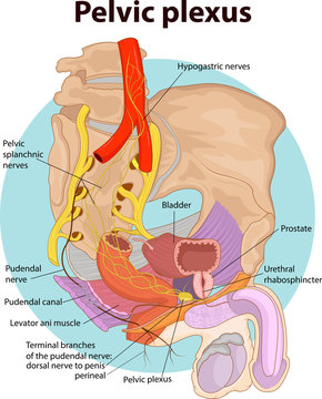 Vector illustration of Pelvic plexus anatomy