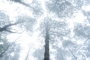 Foggy on Pine forest in Thailand. 