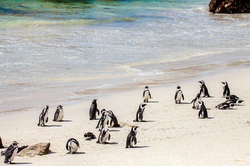 Pinguinkolonie an der False Bay in Simons Town Südafrika