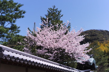 桜
