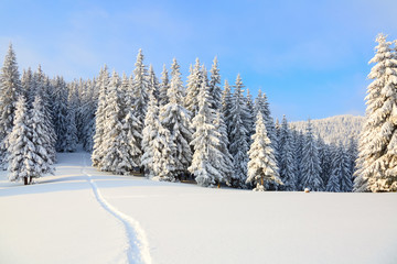 The path leads to the snowy forest.