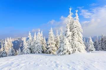 The trees under snow are on the lawn.