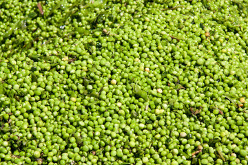 Fresh green peas background texture. Top view
