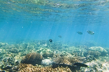 QE Corals Fish