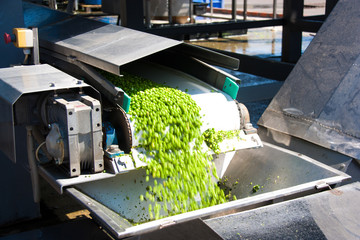 Working process of the production of green peas on cannery. Movement on the conveyor