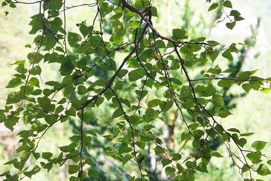 Ветка со свежими зелеными листьями березы.