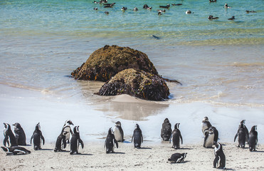 Pinguinkolonie an der False Bay in Simons Town Südafrika