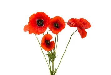 Store enrouleur Coquelicots a bouquet of red poppies isolated
