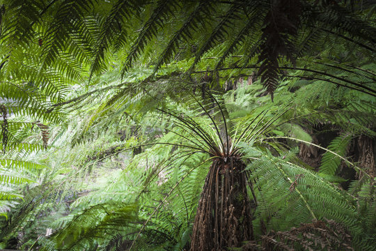 Fototapeta Tropical forest in Mount Field National Park, Tasmania. Australi