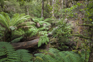 Tropical forest in Mount Field National Park, Tasmania. Australi
