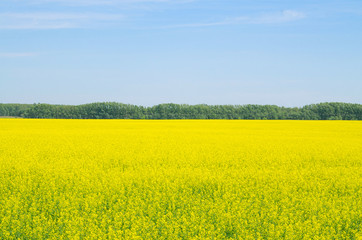 Rapeseed field