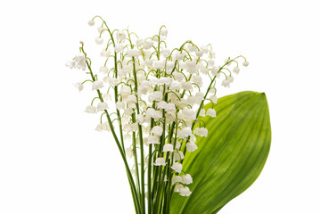 Flower lily of the valley isolated