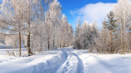 зимний пейзаж в лесу с деревьями в инее, Россия, Урал, февраль 