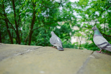 pigeon on old brick wall