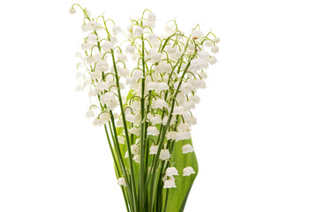 Fototapeta na wymiar Flower lily of the valley isolated