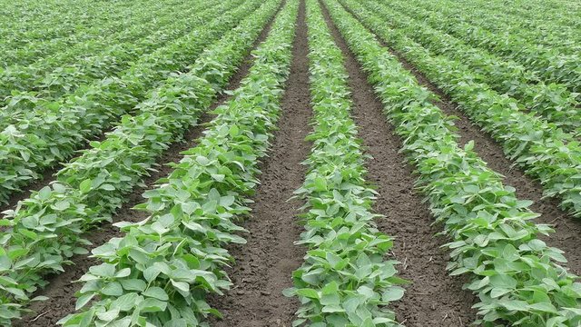 Agriculture, green cultivated soy bean field in early summer zoom out footage