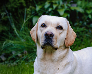 A young cute yellow labrador sitting on a lawn and looking at you. Beautiful light golden labrador closeup sitting happily on the lawn. Being friendly and excellent guide dogs.