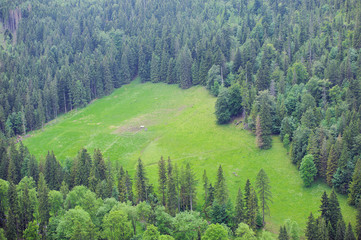 Green spring forest seen from above