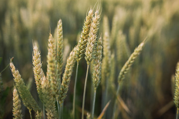 Fototapeta premium field, wheat