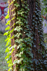 Monza (Italy), the park in autumn