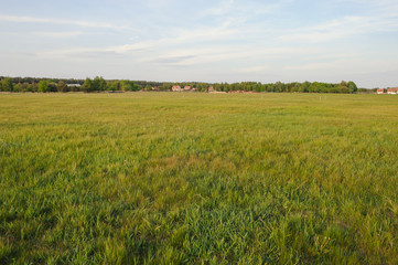 Fototapeta premium Natural meadow in spring