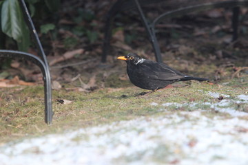 Amselm&auml;nnchen mit wei&szlig;en Halsfedern